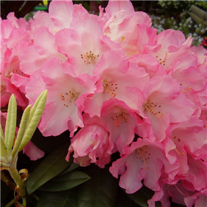 Rhododendron Fantastica