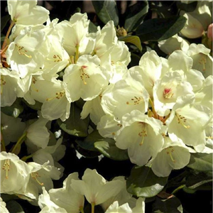 Rhododendron yakusimanum Flava