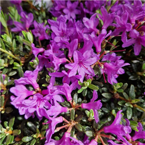 Rhododendron Frost Hexe