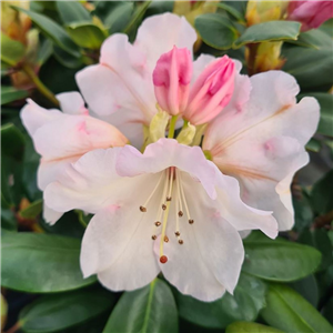 Rhododendron Gartendirektor Rieger