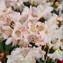 Rhododendron Ginny Gee