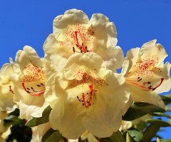 Rhododendron Gold Bucket