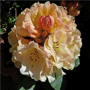 Rhododendron Golden Torch