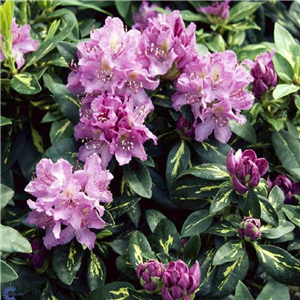 Rhododendron Goldflimmer