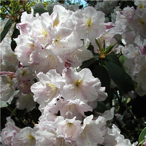 Rhododendron Gomer Waterer