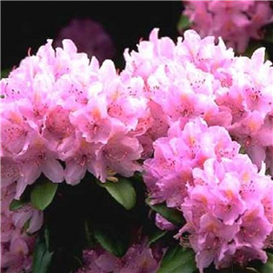 Rhododendron Graziella Pink