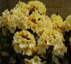 Rhododendron Horizon Monarch