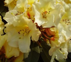 Rhododendron Horizon Monarch