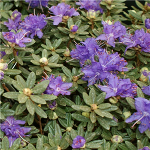 Rhododendron impeditum