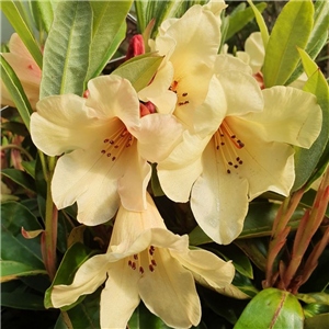 Rhododendron Jingle Bells