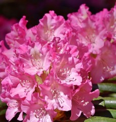 Rhododendron yakusimanum Kalinka