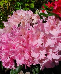 Rhododendron yakusimanum Kalinka