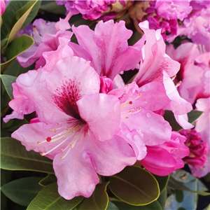 Rhododendron Kokardia