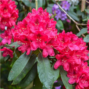 Rhododendron Lord Roberts