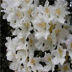 Rhododendron Madame Masson