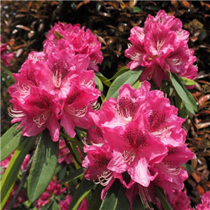 Rhododendron Marie Fortie