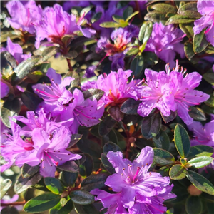 Rhododendron Moerheim