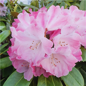 Rhododendron Morgenrot