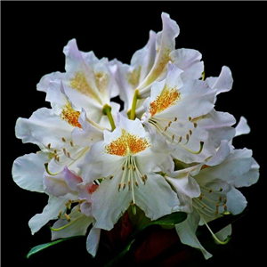 Rhododendron Mrs T.H.Lowinsky