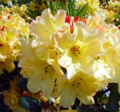 Rhododendron Nancy Evans