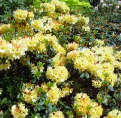 Rhododendron Nancy Evans