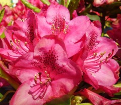 Rhododendron Nova Zembla