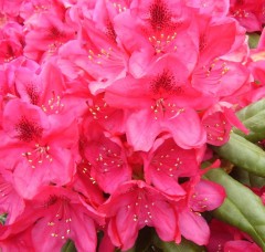 Rhododendron Nova Zembla