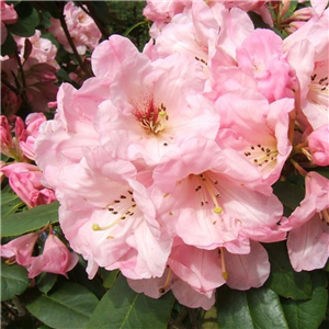 Rhododendron Onkel Dines