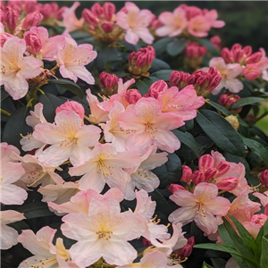 Rhododendron Percy Wiseman