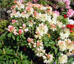 Rhododendron Percy Wiseman