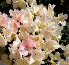 Rhododendron Percy Wiseman