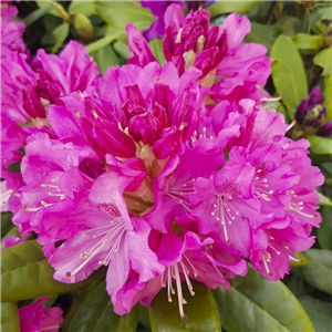 Rhododendron Pink Lady