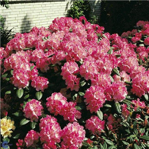 Rhododendron yakusimanum Polaris