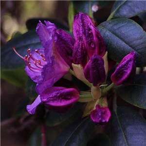 Rhododendron Polarnacht