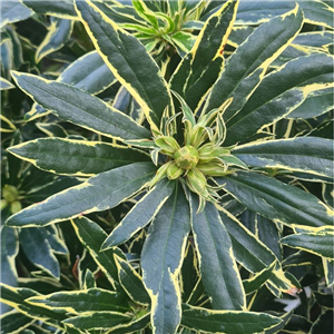 Rhododendron pontica Variegatum