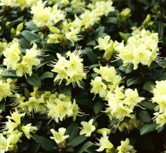 Rhododendron Princess Anne