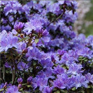 Rhododendron Purple Pillow