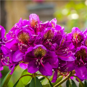 Rhododendron Purple Splendour