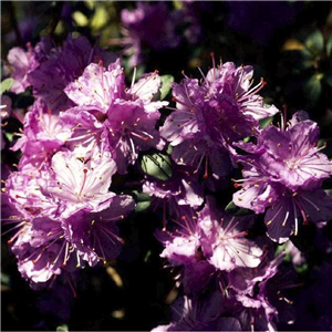 Rhododendron Ramapo