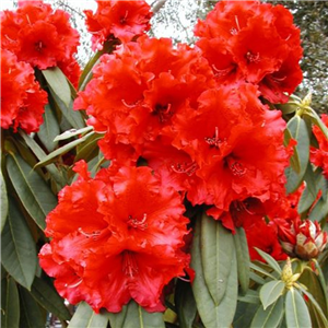 Rhododendron Red Jack