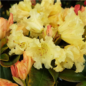 Rhododendron yakusimanum Saffrano