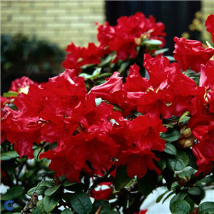 Rhododendron Scarlet Wonder