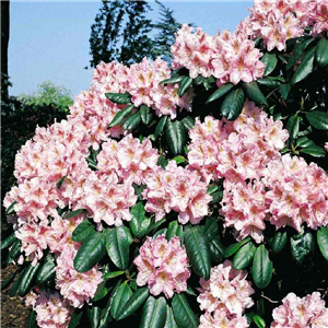 Rhododendron Scintillation