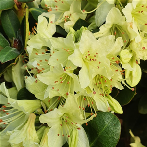 Rhododendron Shamrock