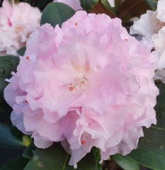 Rhododendron Silberwolke