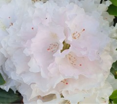 Rhododendron Silberwolke