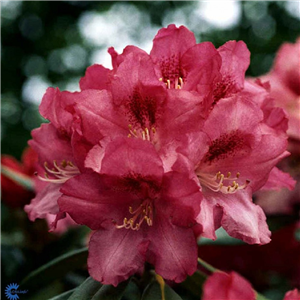 Rhododendron yakusimanum Sneezy