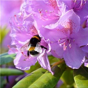 Rhododendron Snipe