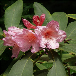 Rhododendron Virginia Richards