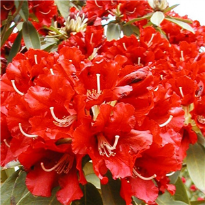 Rhododendron Vulcans Flame